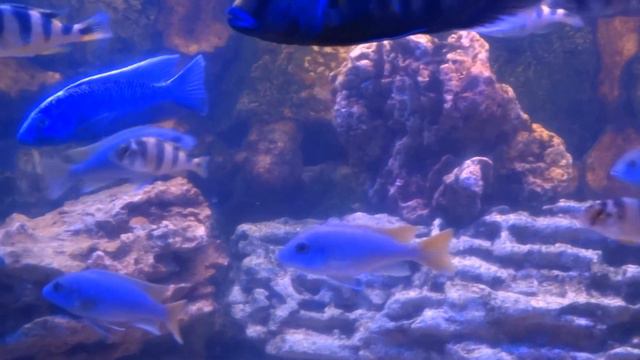 аквариум 350 литров