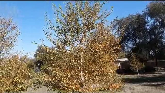 "Души прекрасные порывы" #КультураРФ #КультураНефтекумья #Нефтекумск ой район#26регион#Нефтекумско смотреть онлайн