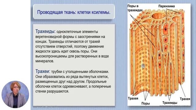 Биология, 10-й класс, Организация клеток в составе растительных тканей смотреть онлайн