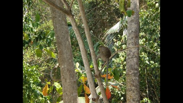 Истории от глиняного мастера. Встреча с маками-крабоедами в Таиланде смотреть онлайн
