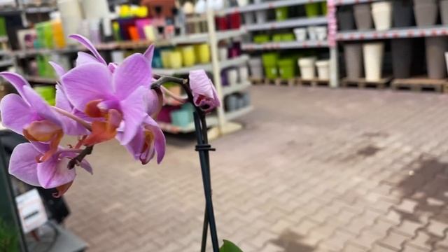 Много орхидей на распродаже в Оби .. Кимоно, Моунтион, Биг липы от 218 руб смотреть онлайн