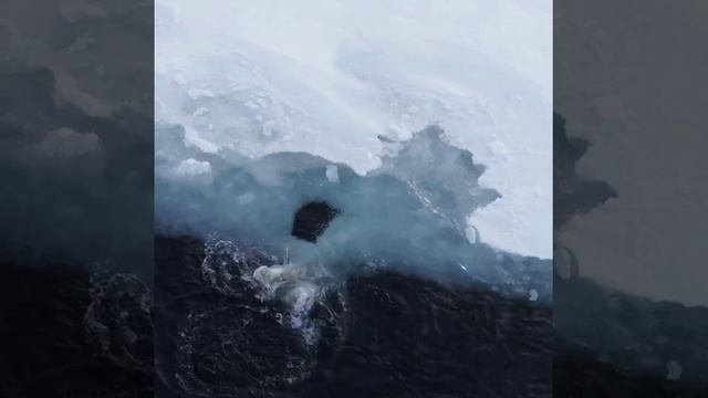 Медведь белый смотреть онлайн