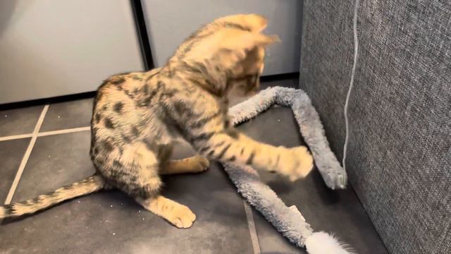 Intégrer son nouveau chaton - Savannah F5 смотреть онлайн