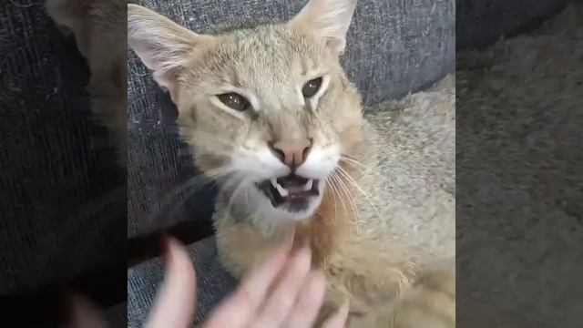 Камышовый кот дома