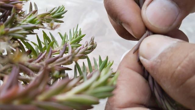 Portulaca Plant Grow To Cutting In Mini Pot | Portulaca Grow