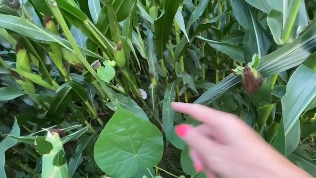 ? инопланетяне в КУКУРУЗЕ ? НЛО в полях МИННЕСОТЫ США загадки природы 23.08. 2020 смотреть онлайн