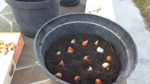 Как сохранить луковицы выгоночных тюльпанов. Часть2