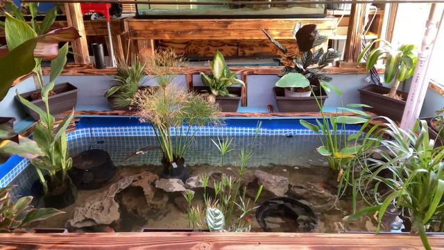 YOUR FISH KEEP DIGGING? TRY THIS смотреть онлайн