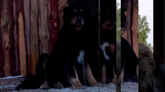 Порода собак. Бурят-монгольская собака. Пожалуй самая редкая порода собак смотреть онлайн