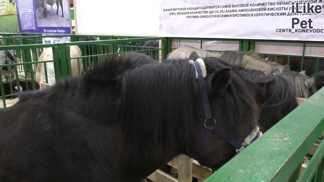 Якутская лошадь. Особенности, уход смотреть онлайн