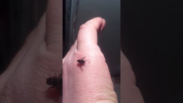 Клещи на домашней мухе смотреть онлайн
