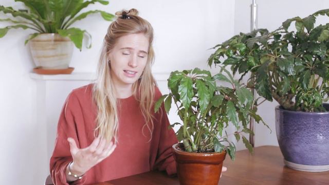 Zo verzorg je de Begonia Carolineifolia of palmbegonia смотреть онлайн