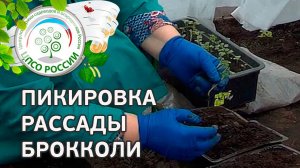 Пикировка капусты брокколи. Как пикировать рассаду капусты брокколи.