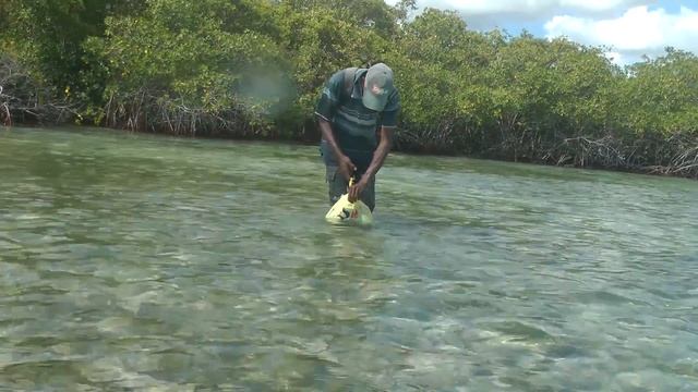 Доминикана Каяки Мангровые заросли. смотреть онлайн