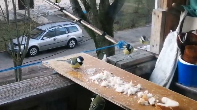 Мой ноябрьский Театр птиц. Прилёт Синиц с вожаком синего цвета. Смотрите внимательно! смотреть онлайн