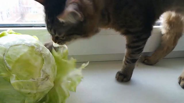 #Тула #котейка #Маркиз смачно чавкает капустой #кот #капуста смотреть онлайн