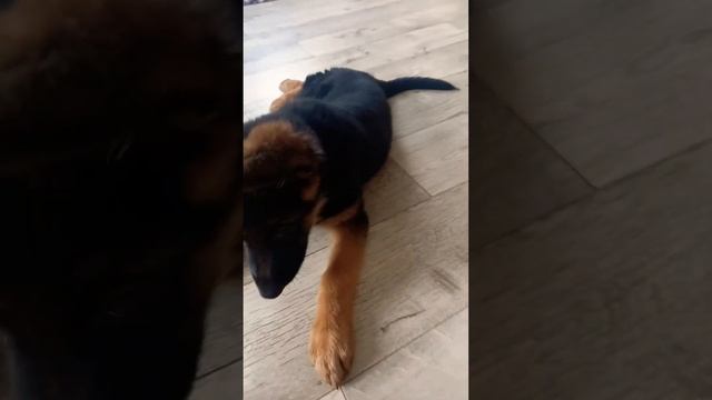 Обучение щенка немецкой овчарки команде кувырок #изучаем азы#2 месяц