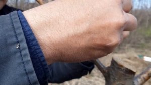 Перещеплення груші, 3 способи | Перепрививка груши 3 способа