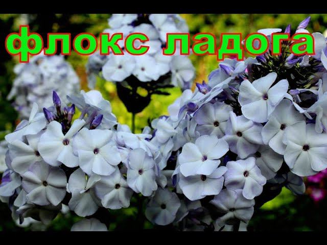 Флокс Ладога смотреть онлайн