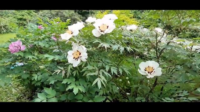 Ботанический сад МГУ. Аптекарский огород (часть 1) смотреть онлайн