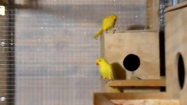 Ожереловые попугаи и другие   .