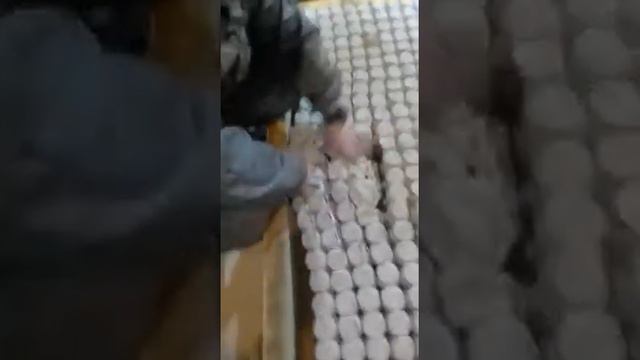 Краткий отчет по ремонту. Екатеринбург, Викулова 28А. смотреть онлайн
