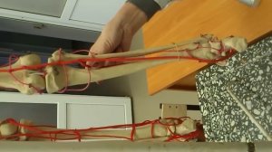 АНАТОМИЯ! Артерии нижней конечности ( Бедренная артерия )