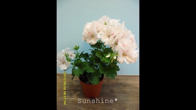 Pelargonium Mona Lisa Weiss 리갈 모나리자 바이스 смотреть онлайн