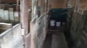 Бюджетный свинарник//для начинающих самый раз