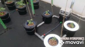 Обучение гидропонике шаг за шагом | Минона | Как гидропонные системы используем DWC RDWC NFT