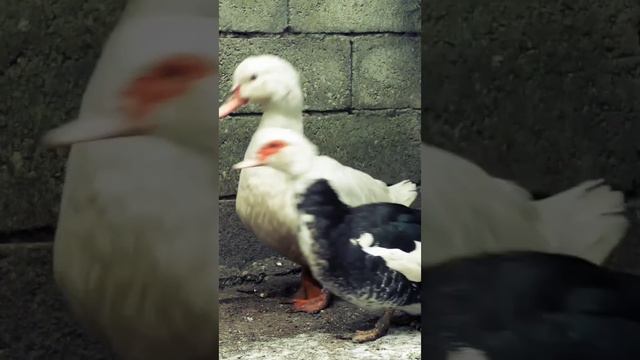 Сказки на ночь - Кто же дурак? смотреть онлайн