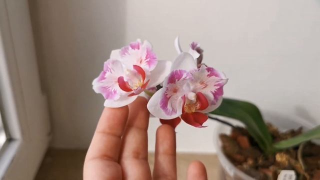 Phal. Mini Dog peloric (орхидея фаленопсис бабочка пелорик Мини Дог) смотреть онлайн