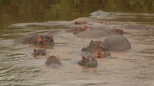 Amphibious Animals: Hippos. Амфибиотичные виды: БЕГЕМОТ (2454sp)