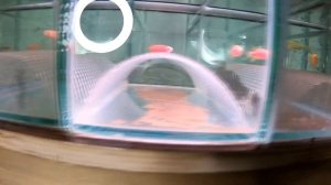 Идеальная сеточка для разведения аквариумных рыбок