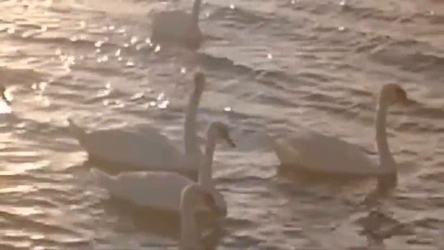 Анапа 30.05.2018 Центральный пляж, закат, море, лебеди, песчаные скульптуры кот и пирамида смотреть онлайн