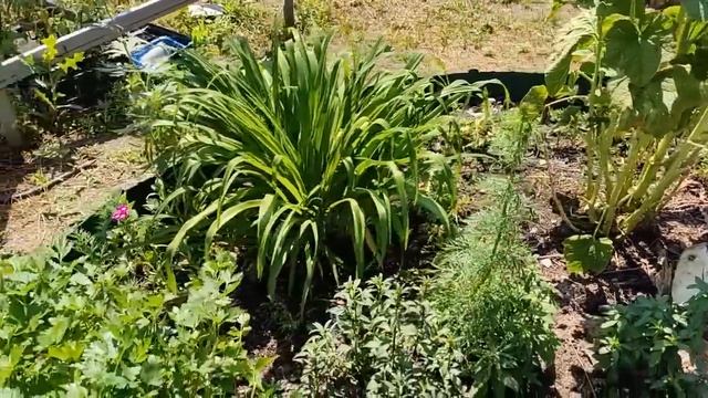 НИКОМУ ПОКОЯ НЕТ - ПРИЕХАЛ СЫН, СКОЛЬКО У НАС ДЕЛ, КУПАЕМСЯ В РЕЧКЕ! / ПРОСТАЯ ЖИЗНЬ В ДЕРЕВНЕ смотреть онлайн