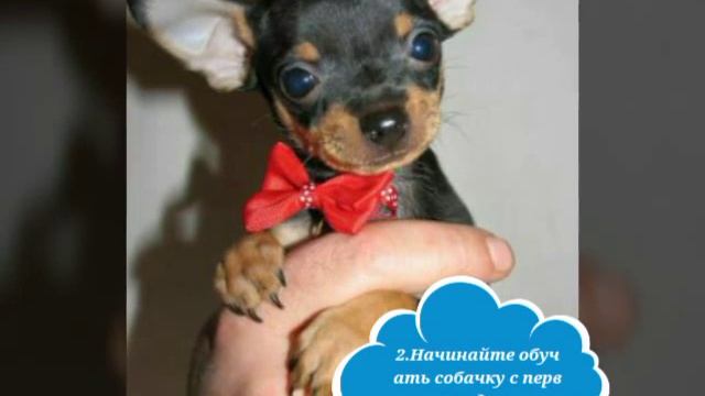 Уход за щенками той-терьера смотреть онлайн