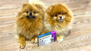 Дали шпицам Симпарику от клещей. Влад пошел учиться. Весна в Сибири