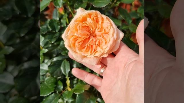 Samaritan Rose