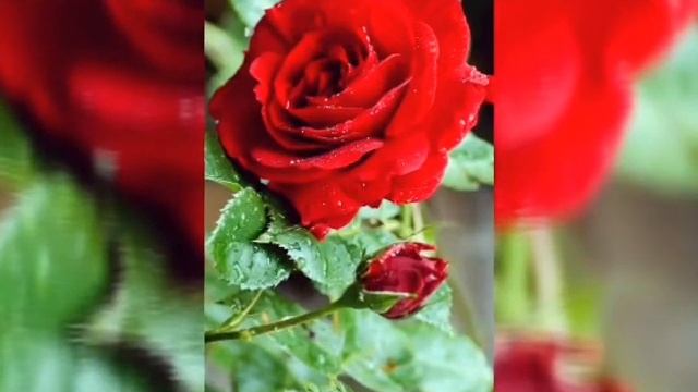 Танго евора. Оригинал. смотреть онлайн
