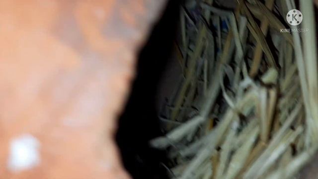 Java sparrow breeding update/Tamil смотреть онлайн