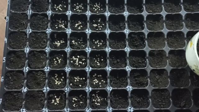 27 марта 2023 года. посев семян томата на рассаду для выращивания помидоров в открытом грунте. смотреть онлайн