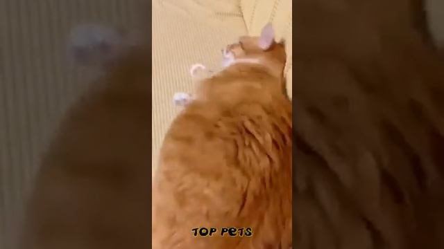 Приколы с кошами !!! смотреть онлайн