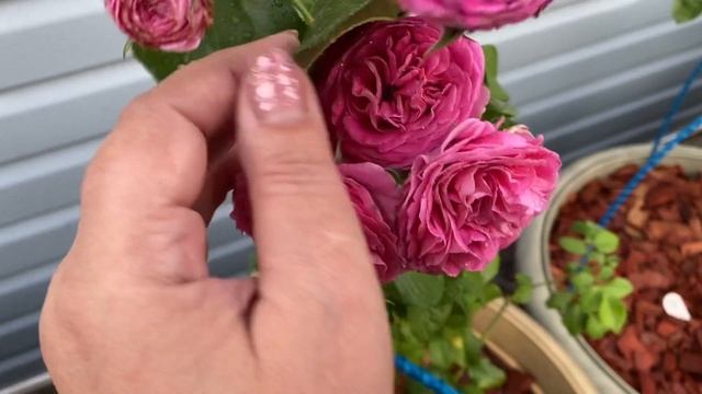Горшечный сад с розами в жару +45, как там мои розы!??? смотреть онлайн