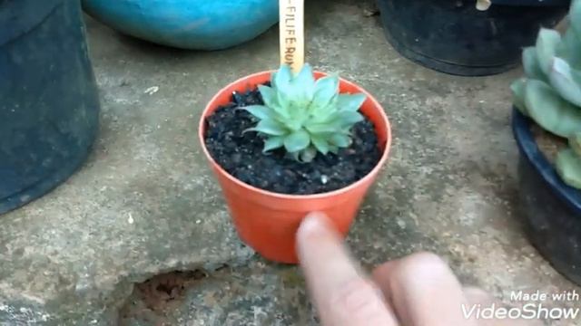 Graptopetalum Filiferum / Mais Dicas De Cultivo