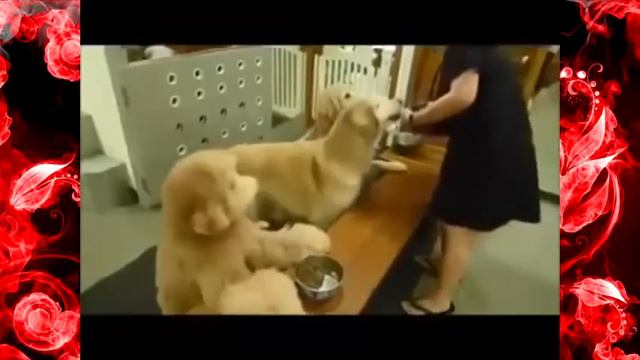 Улетные собаки Приколы с животными 2015 смотреть онлайн