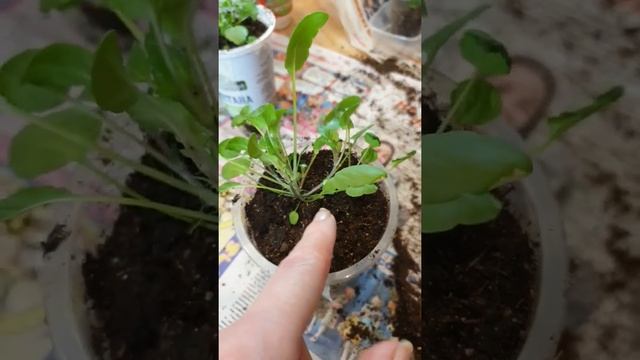 #сад виола ампельная? смотреть онлайн