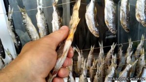 КАК СОЛИТЬ И КОПТИТЬ МЕЛКУЮ РЫБУ! ОТЛИЧНЫЙ РЕЦЕПТ ПРИГОТОВЛЕНИЯ! ДЕГУСТАЦИЯ! ХОЛОДНОЕ КОПЧЕНИЕ!