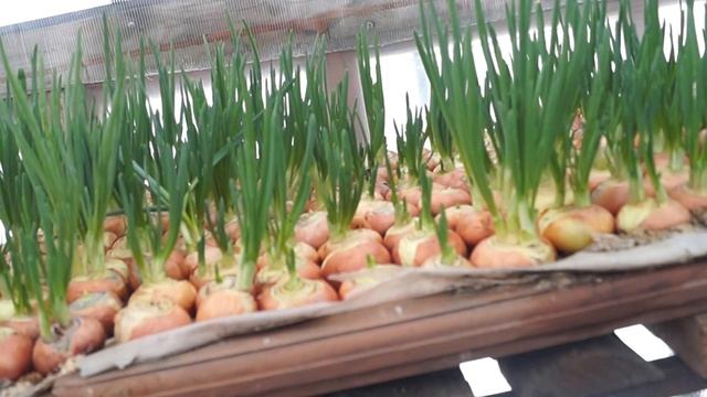 что лучше использовать опилки или обычный грунт для выгонки лука в теплице(часть 2) смотреть онлайн