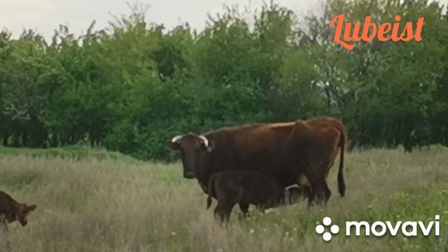 Тацинский район, х. Крылов